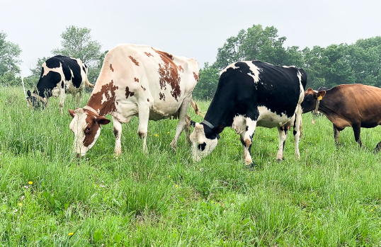 Cow Diet in Pasture Systems