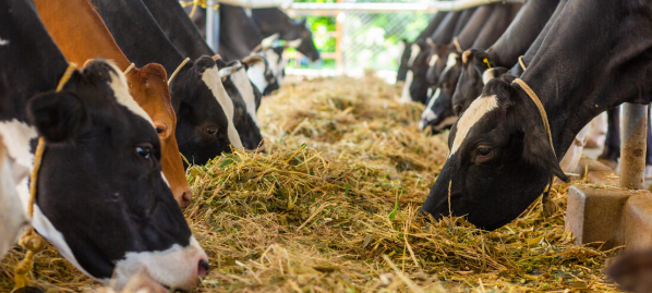 Cow Diet and Daily Feeding Patterns