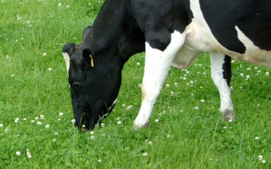 How Cows Digest Grass