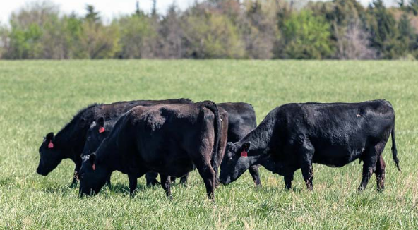 Grass-Eating Strategies of Large Bovines