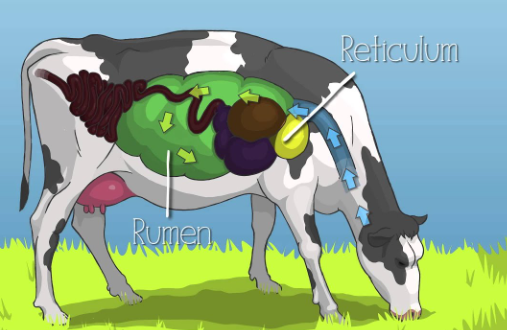 Cow Feeding Habits Explained
