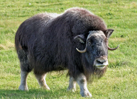 Yak vs Musk Ox Diet Adaptations