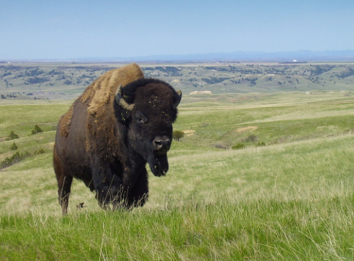 Bison vs Cow Feeding Habits
