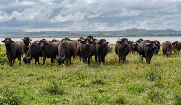Cow vs Buffalo Diet Comparison