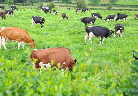 Grass-Based Diet of Cows