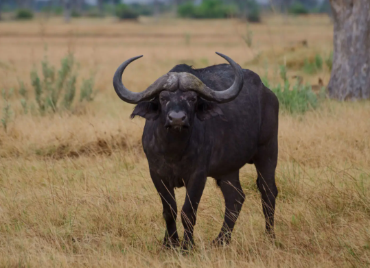 Buffalo Diet in Dry and Wet Seasons