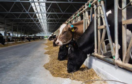 How Cow Diet Changes with Seasons