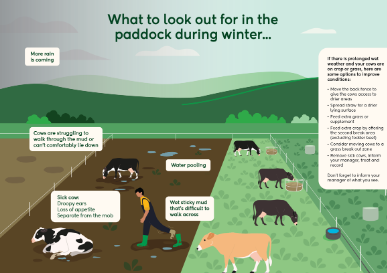 Seasonal Feeding Strategies of Bovines