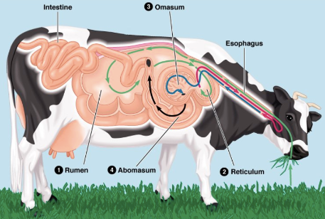 Diet Adaptations of Large Herbivores