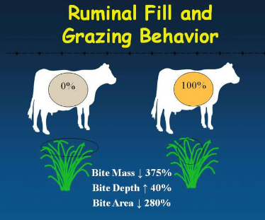 How Grazing Animals Select Food