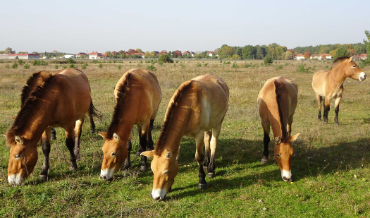 Grass Preferences of Large Grazing Mammals