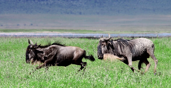 Comparing Buffalo and Wildebeest Diets