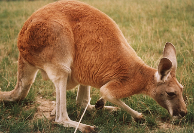 Feeding Strategies of Large Grass Eaters