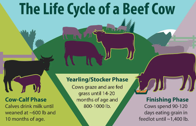 How Climate Shapes Bovine Diets