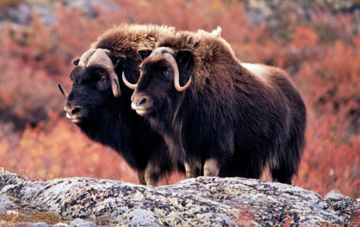 Arctic Plants in the Musk Ox Diet