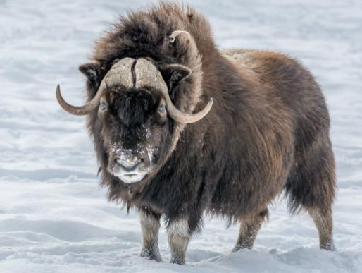 Musk Ox Diet Explained
