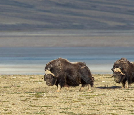 How Musk Ox Diet Changes in Winter