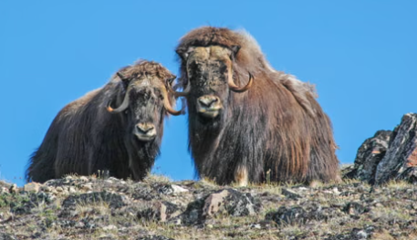 Musk Ox Diet and Arctic Survival