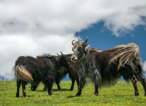 Yak Food Sources in Harsh Environments
