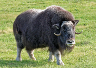 Musk Ox Diet and Cold Adaptation