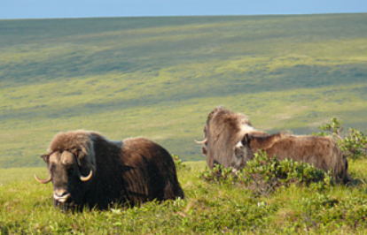 Musk Ox Feeding Habits on the Tundra