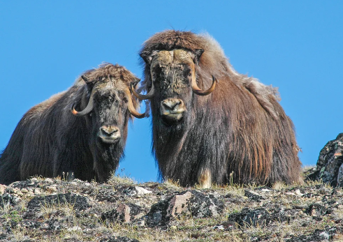 Seasonal Diet Changes of Musk Oxen