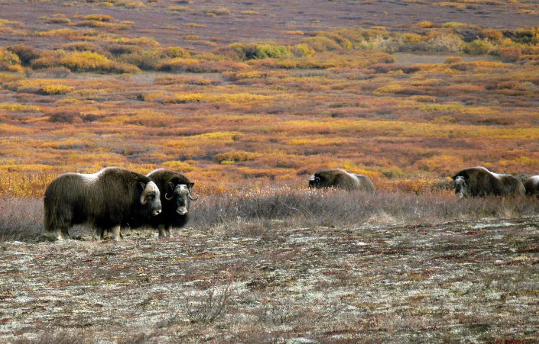 Musk Ox Grazing Behavior