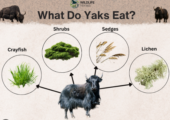 How Yaks Digest Poor Vegetation