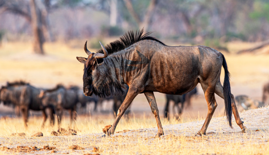 Wildebeest Feeding Habits in Dry Seasons