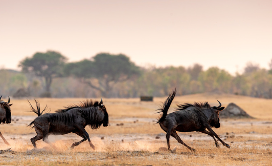 Wildebeest Diet During Migration