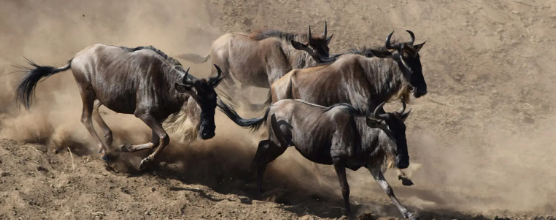 How Wildebeest Diet Drives Migration