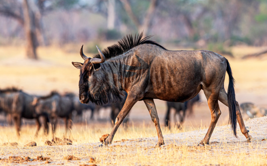 Seasonal Diet Changes of Wildebeest