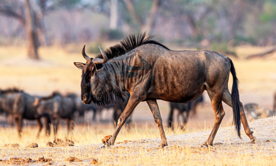 What Do Wildebeest Eat