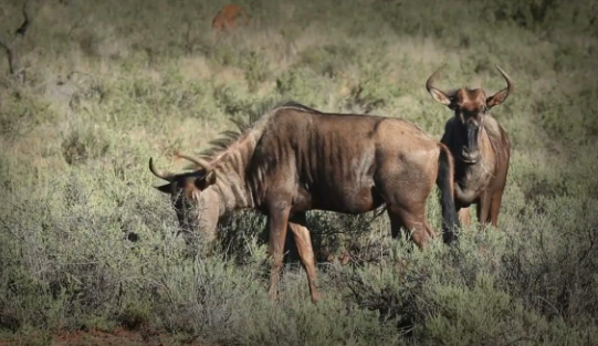 Grass-Based Diet of Wildebeest