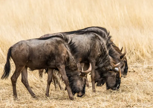 Natural Diet of Wildebeest Herds