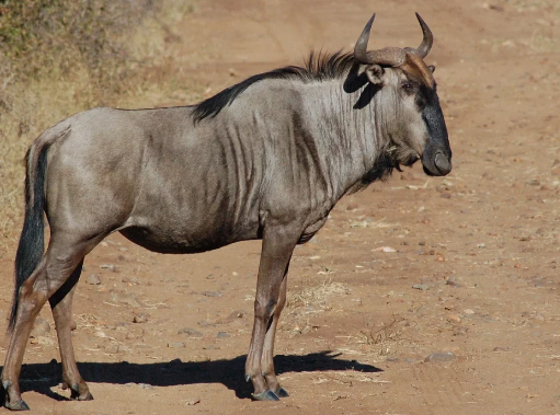 Wildebeest Diet Explained