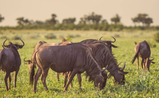 Wildebeest Grazing Behavior
