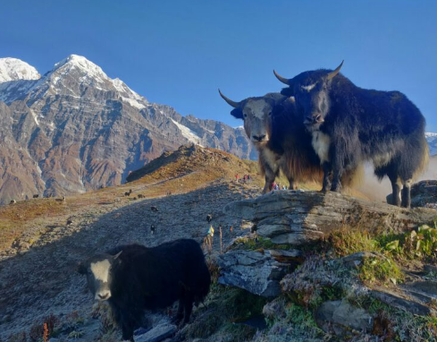 Yak Diet in High Mountains