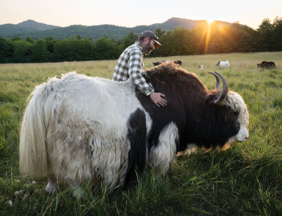 Yak Feeding Habits in Summer Pastures