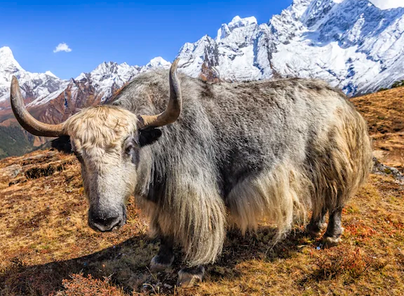 How Yak Diet Supports High-Altitude Life