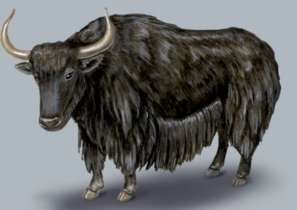 Seasonal Diet Changes of Yaks