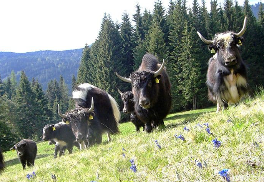 Yak Grazing Behavior