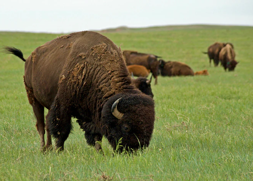 Bison Diet in Grasslands