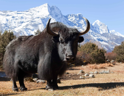 Natural Diet of Wild Yaks
