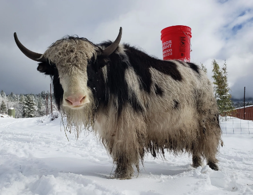 Yak Winter Diet