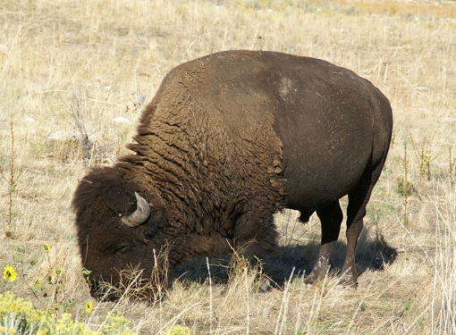 What Do Bison Eat