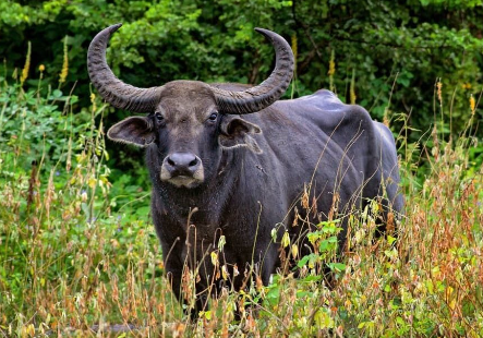 Water Buffalo Diet Basics