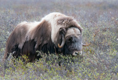 Musk Ox Diet in Tundra Regions