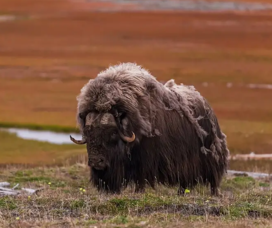 Natural Diet of Musk Oxen