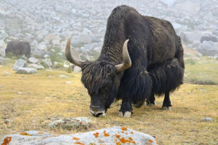 Yak Diet and Alpine Grasslands